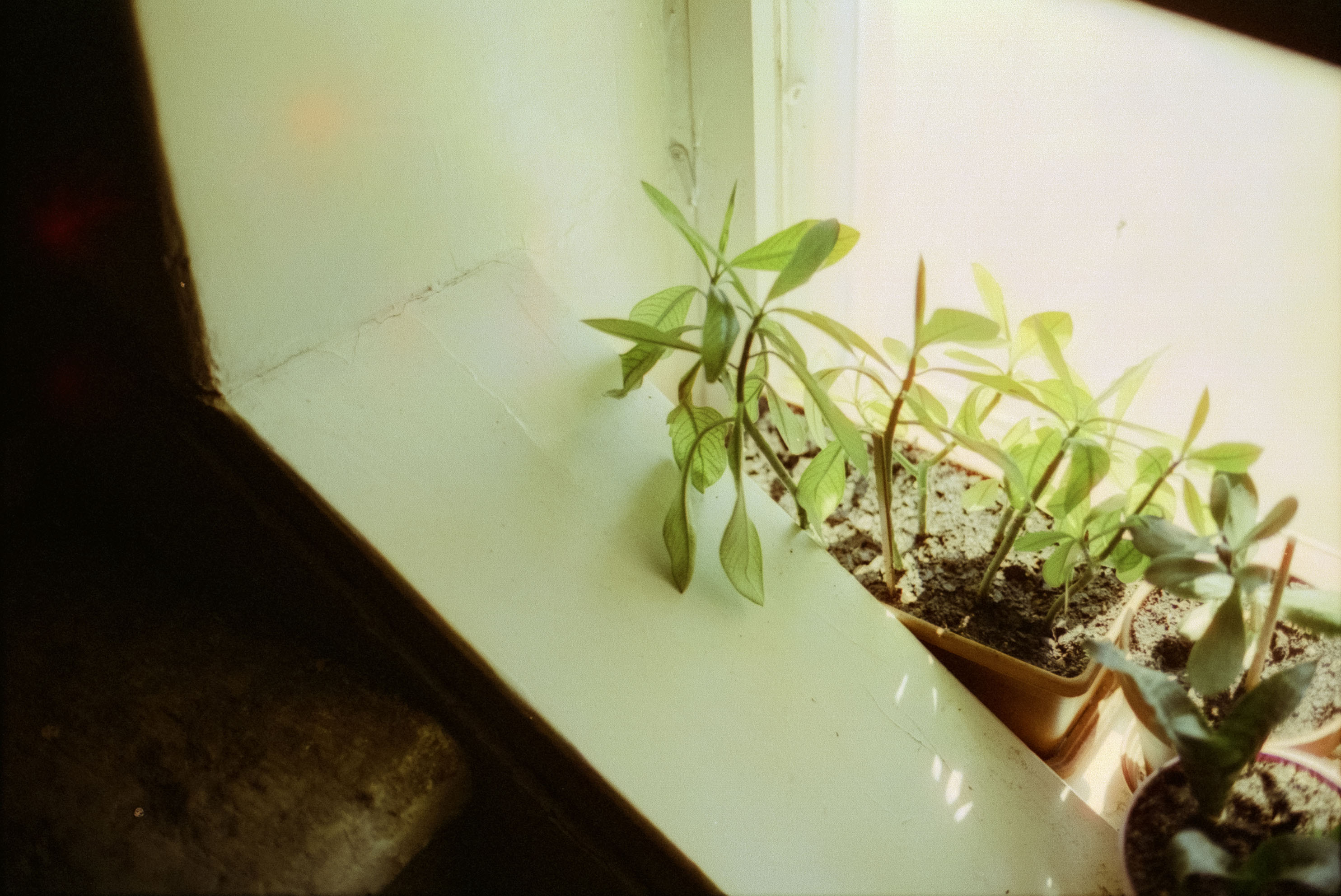 image ../../public/projects/chlorophyll/hero1.jpg